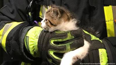 Видео того, как пожарные снимали кота с дерева в Одессе