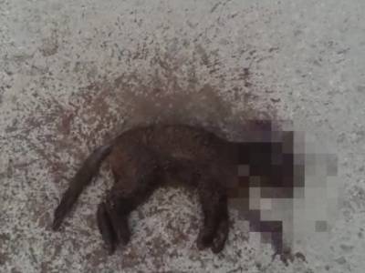 В Башкирии на трассе машина раздавила котенка