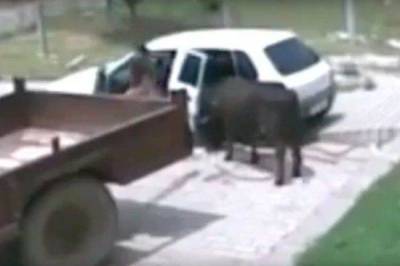 Видео: похититель сумел втиснуть корову в салон малолитражки