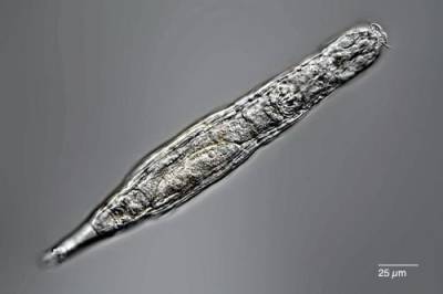 Учёные воскресили червей-коловраток, замёрзших 24 тысячи лет назад