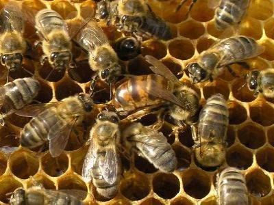 В Башкирии массово гибнут пчелы из-за бездумного опыления лесов