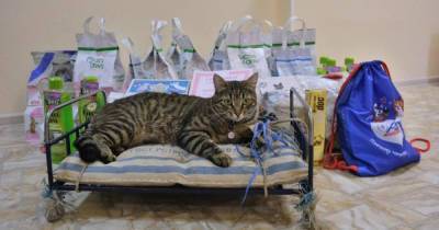Пушистые КОТрудники: В России выбрали лучших служебных кошек