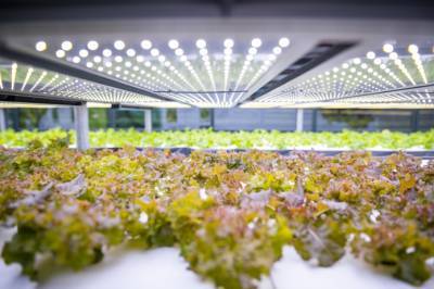 Вертикальные фермы продают салат в 16 раз дороже