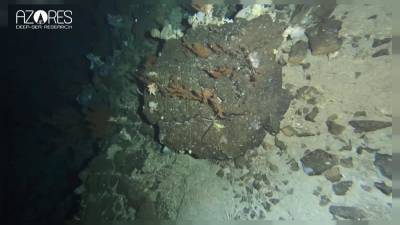 У Азорских островов учёные обнаружили чёрные кораллы