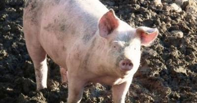 Украина за год в 2,5 раза нарастила импорт свинины