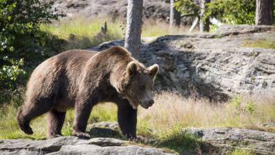 В Кузбассе "поймали" на видео устроившего "пробежку" медведя