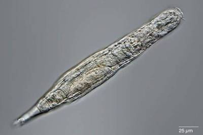 Ученые оживили арктических червей возрастом 24 тысячи лет