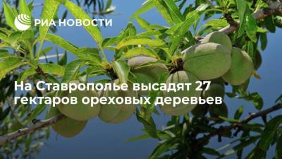 На Ставрополье высадят 27 гектаров ореховых деревьев
