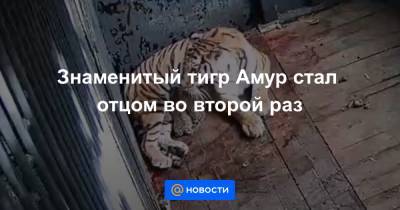 Знаменитый тигр Амур стал отцом во второй раз