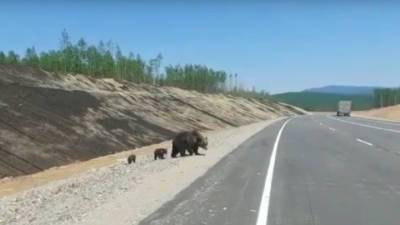 Медведица с малышами вторую неделю кормится на амурской трассе. Видео