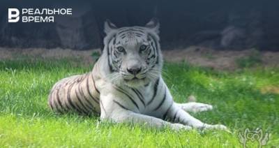 В зоопарке Нижнего Новгорода поселилась бенгальская тигрица из казанского цирка