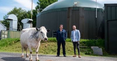 Коровы помогают британскому фермеру майнить Ethereum