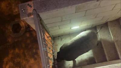 Видео: дикий кабан забрался в дом в Хайфе и начал бесноваться
