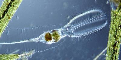 Отечественные биологи оживили арктических червей, замороженных 24 тысячи лет назад