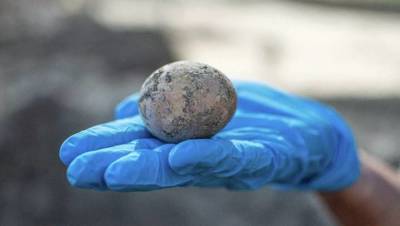 Археологи обнаружили в Израиле тысячелетнее куриное яйцо