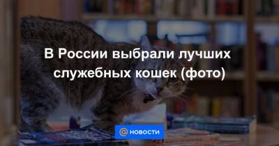 В России выбрали лучших служебных кошек (фото)