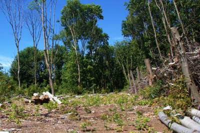 Житель Крестецкого района отправится в колонию за незаконную вырубку деревьев