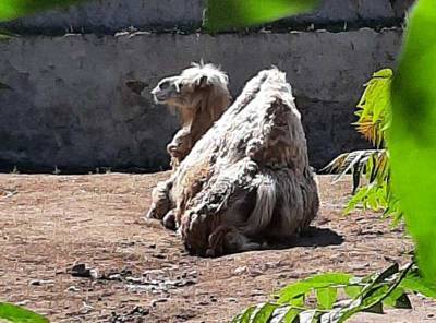 Посетителей Одесского зоопарка встревожила лежащая верблюдица – тревога оказалась ложной (фото)
