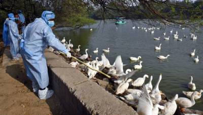В китайской провинции выявили вспышку птичьего гриппа