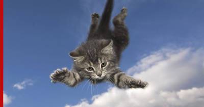 Быстрее, выше, сильнее: какие породы кошек прыгают лучше всех