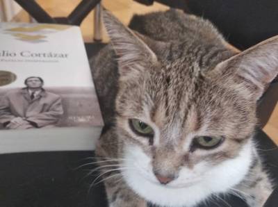 Кошку из петербургской библиотеки признали лучшей служебной кошкой России