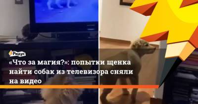«Что за магия?»: попытки щенка найти собак из телевизора сняли на видео