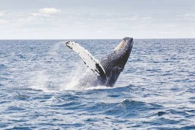 В Австралии ученые заметили аномально большую стаю китов (ВИДЕО) и мира