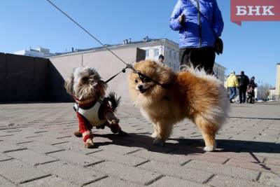 Россиянам запретят в пьяном виде выгуливать собак