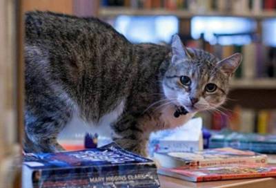 Кошка Муся из петербургской библиотеки стала лучшей служебной кошкой России