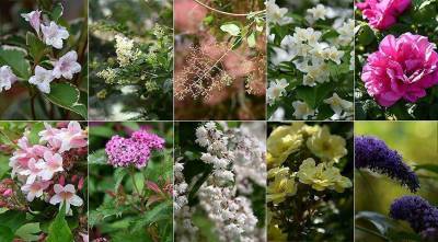 10 самых красивых кустарников, цветущих летом