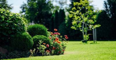Садовые курсы в июне: полезные лекции и профессиональные курсы
