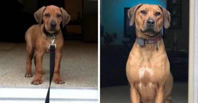 18 фотографий до и после того, как собаки из очаровательных карапузов превратились в мощных взрослых