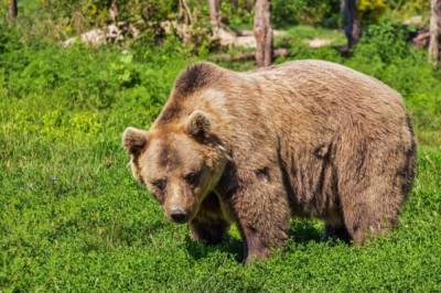В Хабаровском крае медведь раскопал могилы