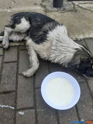 В Горнозаводске местная жительница спасла собаку, упавшую в яму