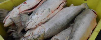 37 тонн мороженой рыбы уничтожили на Камчатке из-за нарушения техрегламента