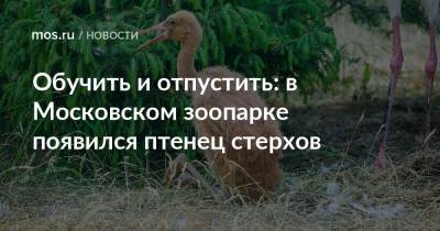 Обучить и отпустить: в Московском зоопарке появился птенец стерхов