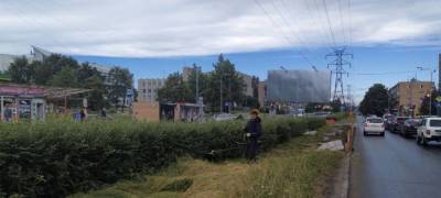 Власти Петрозаводске жестко наказали подрядчика, ответственного за заросшие травой газоны