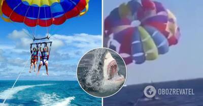 Акула откусила пятку парапланеристу на курорте Красного моря