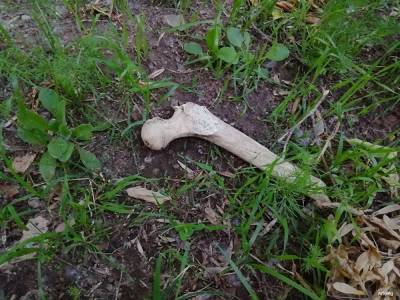 Житель Екатеринбурга нашел в Зеленой роще кости, похожие на человеческие