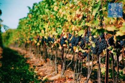 В Дагестане поставлена задача наращивать площадь виноградников