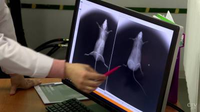 Как часто можно делать рентген и томографию? Побывали в лаборатории и узнали, как на эти вопросы помогают отвечать мыши