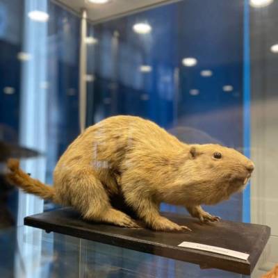 В Астрахани состоится открытие выставки экзотических животных