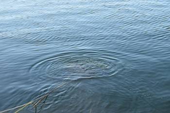 Тело утонувшего вологжанина три дня плавало в реке