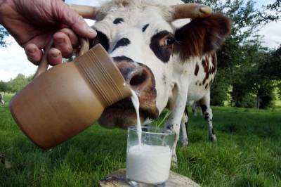 Производители предупредили о росте цен на молоко осенью