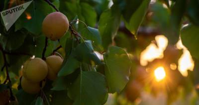 Экспорт армянских абрикосов с начала 2021 года превысил объем 2020-го – министр экономики
