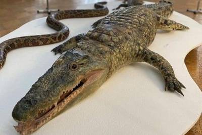 В Астрахани можно посмотреть на крокодила