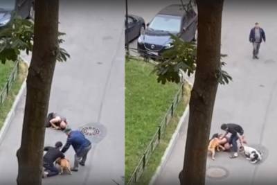В Петербурге мужчина пострадал, закрывая свою собаку от 2 стаффордширских терьеров