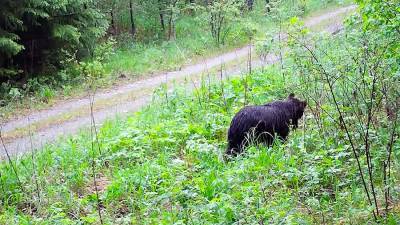 Медведи нацпарка под Челябинском попали в фотоловушку во время еды