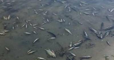 В реке Айдар массовый мор рыбы. Купаться и ловить рыбу в реке запрещено