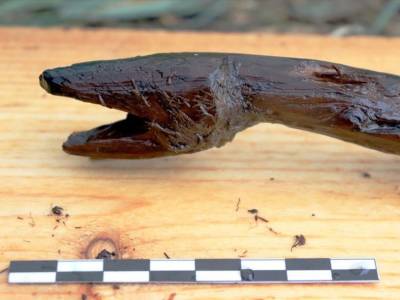 Деревянный жезл в форме змеи, сделанный четыре тысяч лет назад, найден в Финляндии